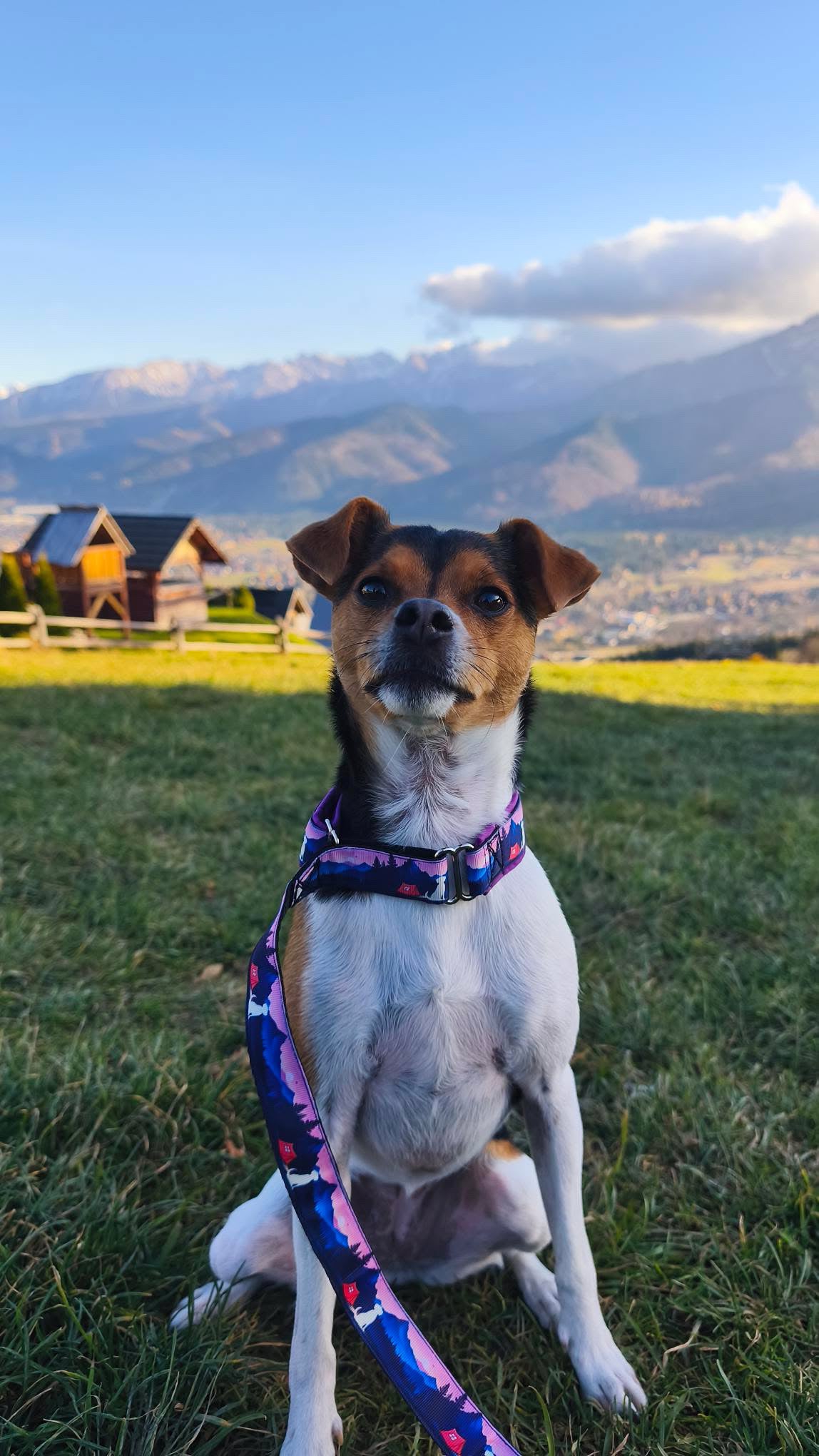 Meadly Agility Vodítko