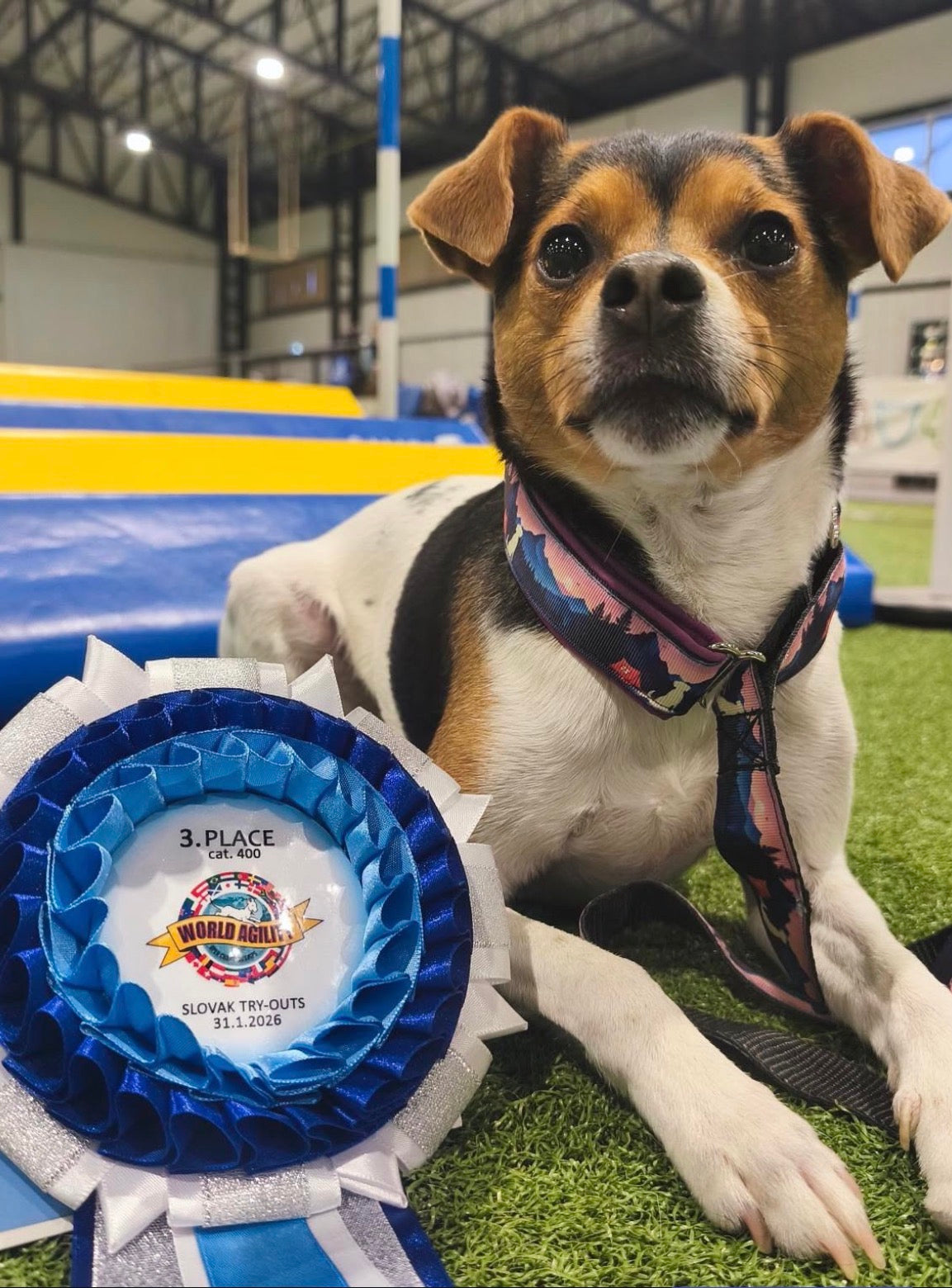 Meadly Agility Vodítko